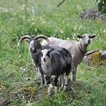 Får, Sheeps, Schapen, Schaf