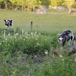 Edens Garden Ko ock Far