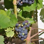 Grapes Sweden 01
