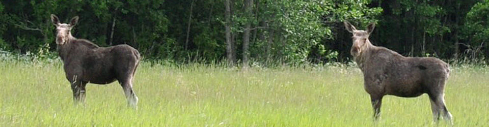 moose elk elch eland älg