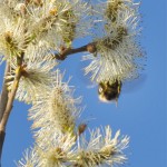 Hommel 23 april 2011 01