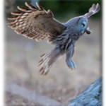 Lappuggla, great grey owl, lapland uil