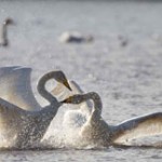 Svans Hällsjön - Picture Edo van Uchelen