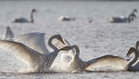 Svans Hällsjön - Picture Edo van Uchelen
