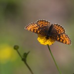 bosparelmoervlinder (1 of 1)