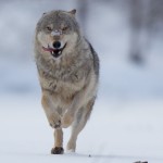 wolf dima (58 van 112)