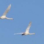 zwanen 20110331 hällsjön 03