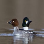 brilduiker (12 van 47)