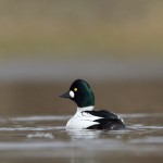 brilduiker (3 van 4)