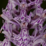 gevlekte orchis (3 of 3)