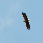 ZeeArend 1 sept 2011 nr1