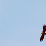 ZeeArend 1 sept 2011 nr2