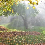 Autumn Edens Garden 2011 nr1