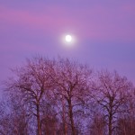 Pink Moon 03