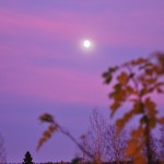 Pink Moon 04