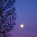 Pink Moon