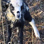 December 2011 Lam nr 2