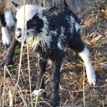 December 2011 Lam nr 3