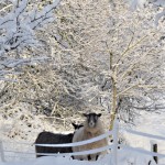 Winter Edens Garden 19 dec 2011 nr02