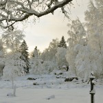 Winter Edens Garden 19 dec 2011 nr03