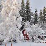 Winter Edens Garden 19 dec 2011 nr06