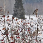 Grupp Sidensvans 5 feb 2012 nr1