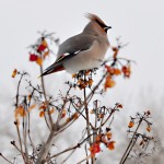 Sidensvans, Bombycilla garrulus, Bohemian Waxwing, Pestvogel