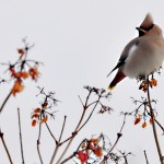 Sidensvans, Bombycilla garrulus, Bohemian Waxwing, Pestvogel