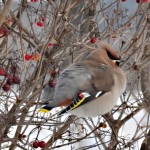 Sidensvans, Bombycilla garrulus, Bohemian Waxwing, Pestvogel