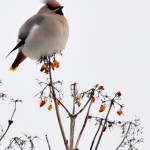 Sidensvans, Bombycilla garrulus, Bohemian Waxwing, Pestvogel