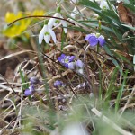 Edens Garden Spring nr 1