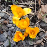 Edens Garden Spring nr 2