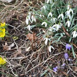 Edens Garden Spring nr 3