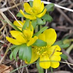 Winter aconite (SV - Vintergäck)
