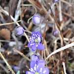 Edens Garden Spring nr 5