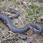 Vipera Berus nr1