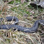 Vipera Berus nr3