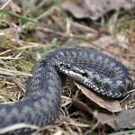 Vipera Berus nr4