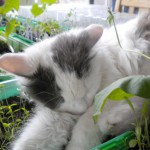 Luna in kweekbak nr 1