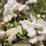 Edens Garden Blossom nr1