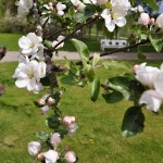 Edens Garden Blossom nr2