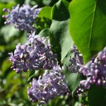 Seringen may 2012 nr1