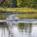 Bäversafari (+ Utter m.m.) - kvällstur / Beaver Safari tour (+ Otter etc) - evening.