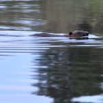 Beaver Edens Garden 20 juli 2012 nr10