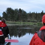 Bäversafari (+ Utter m.m.) - kvällstur / Beaver Safari tour (+ Otter etc) - evening.