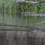 Beaver Edens Garden 20 juli 2012 nr13