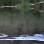 Beaver Edens Garden 20 juli 2012 nr14