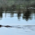 Beaver Edens Garden 20 juli 2012 nr15