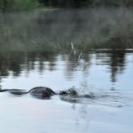 Beaver Edens Garden 20 juli 2012 nr16
