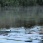 Beaver Edens Garden 20 juli 2012 nr18